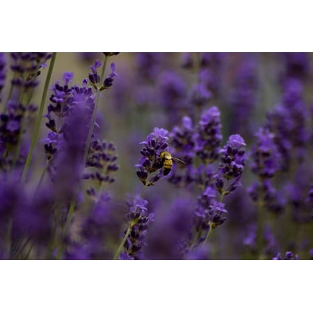 Sacred Roots Nursery Lavender ‘Hidcote' Live Plant in 2.5" Pot