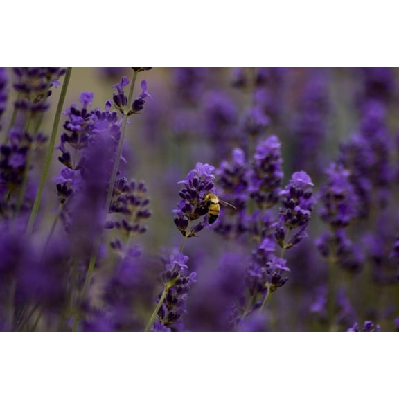 Sacred Roots Nursery Lavender Hidcote' Live Plant in 2.5" Pot