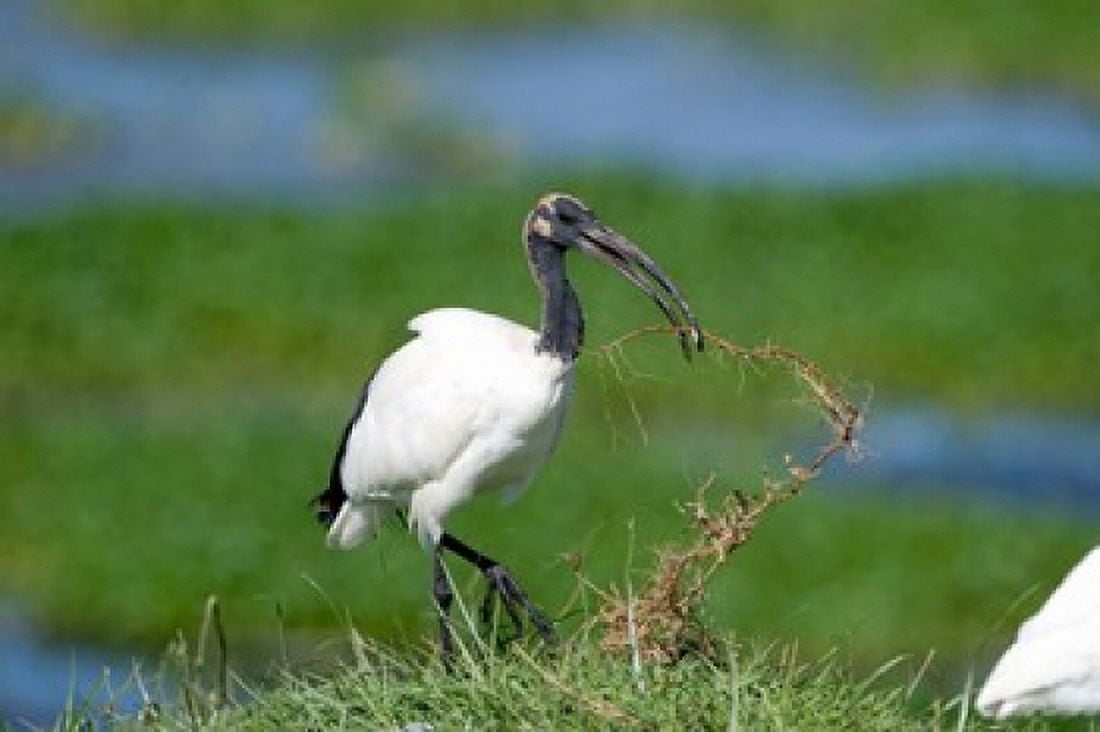 Sacred ibis (Threskiornis aethiopicus) in a field Ngorongoro Crater Ngorongoro Tanzania Canvas Art - Panoramic Images (36 x 24)