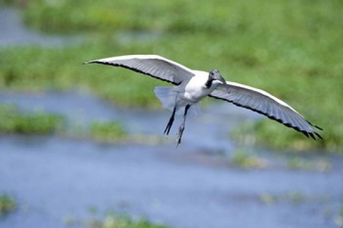 Sacred ibis (Threskiornis aethiopicus) in flight Ngorongoro Crater Ngorongoro Tanzania Canvas Art - Panoramic Images (16 x 11)