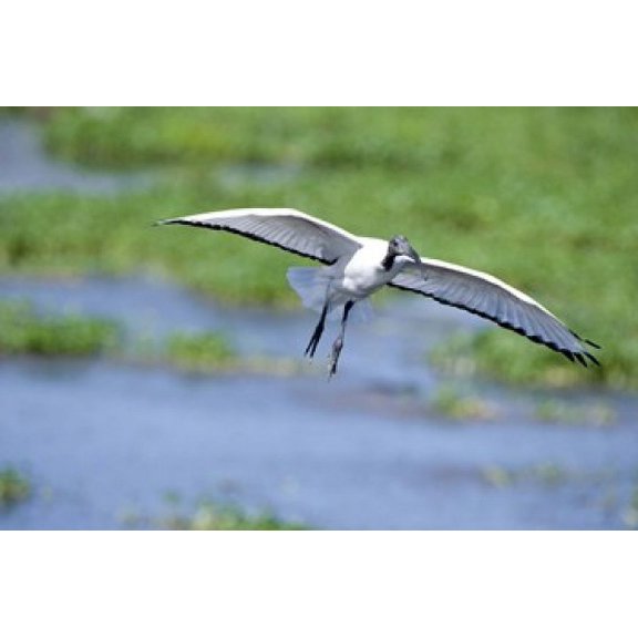 Sacred ibis (Threskiornis aethiopicus) in flight, Ngorongoro Crater, Ngorongoro, Tanzania Poster Print by Panoramic Images (16 x 11)