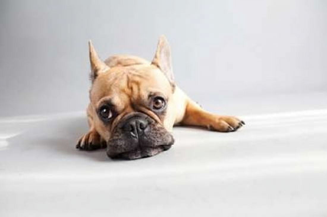 Sad Frenchie Canvas Art - Susan Sabo (12 x 18)
