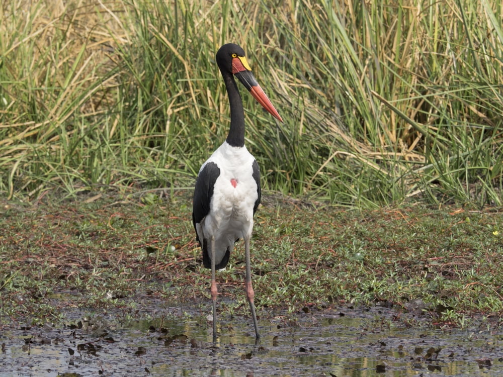 Saddle Billed Stork (Ephippiorhynchus senegalensis) Linyanti Concession Ngamiland Botswana Canvas Art - Panoramic Images (12 x 16)
