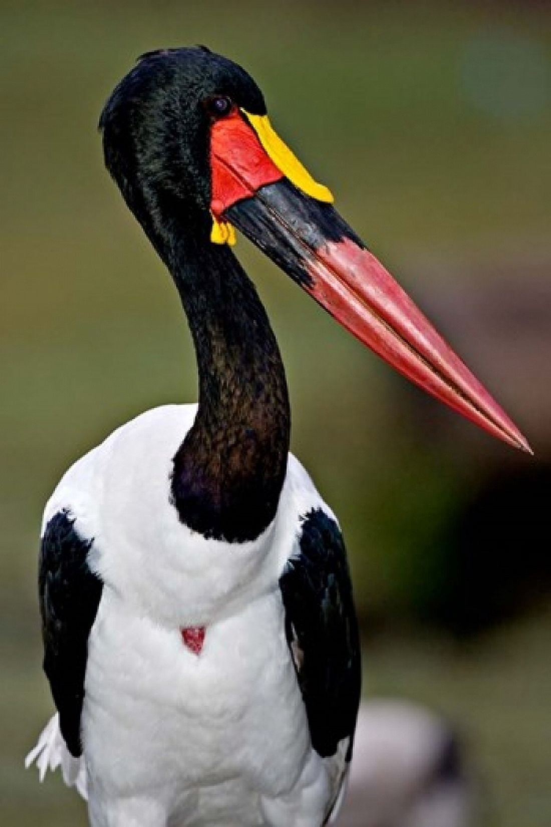 Saddle-Billed Stork Portrait Tanzania Canvas Art - Charles Sleicher DanitaDelimont (18 x 24)
