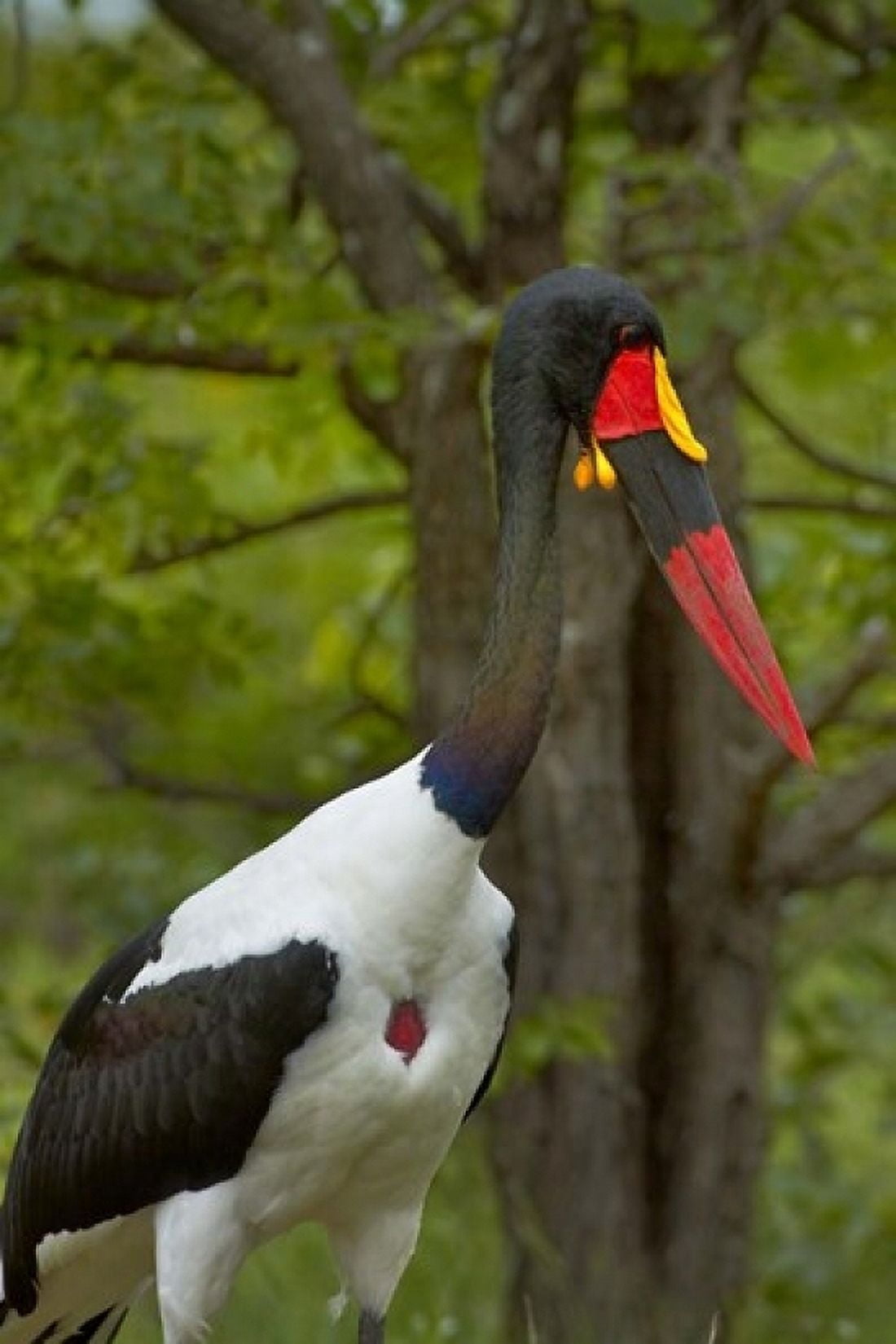 Saddle-billed Stork Kruger NP South Africa Canvas Art - David Wall DanitaDelimont (12 x 17)