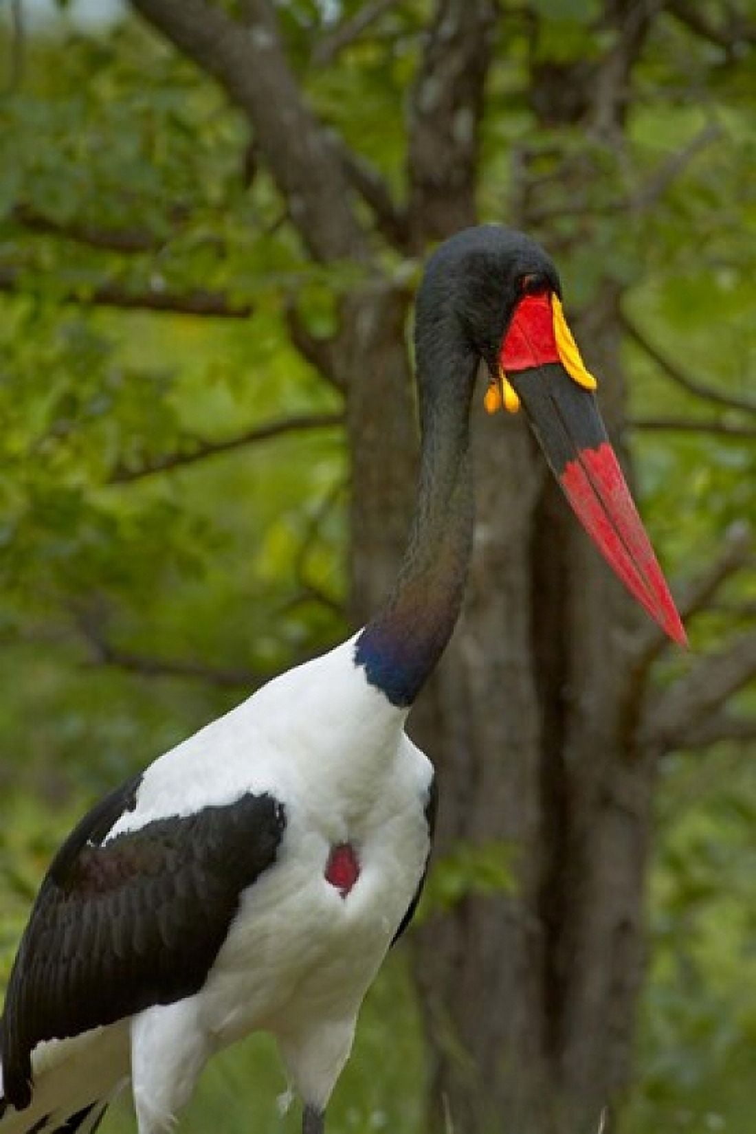 Saddle-billed Stork Kruger NP South Africa Canvas Art - David Wall DanitaDelimont (24 x 35)