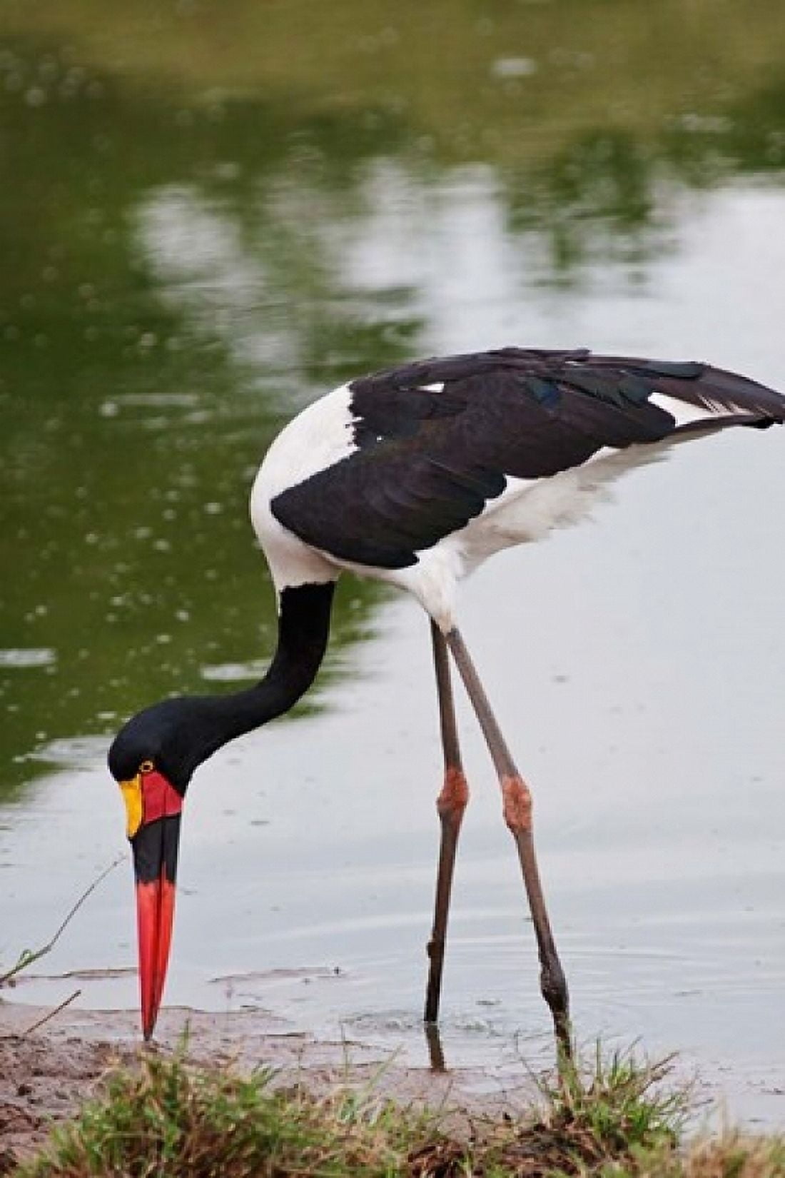 Saddle-billed Stork Maasai Mara Wildlife Reserve Kenya Canvas Art - Jagdeep Rajput DanitaDelimont (11 x 17)