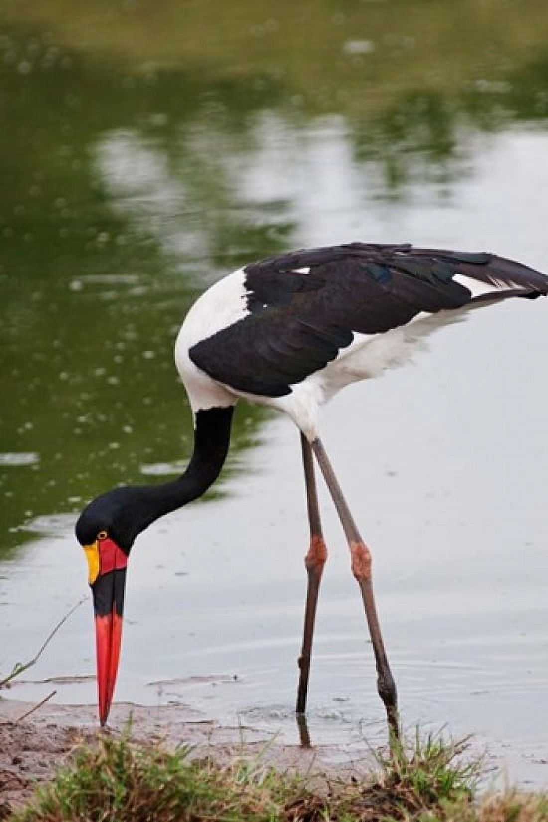 Saddle-billed Stork Maasai Mara Wildlife Reserve Kenya Canvas Art - Jagdeep Rajput  DanitaDelimont (23 x 35)