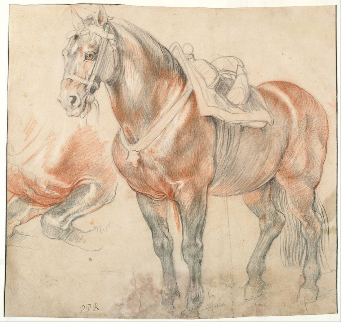 Saddled Horse Canvas Art - Peter Paul Rubens (18 x 24)