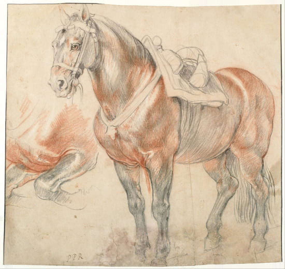 Saddled Horse Canvas Art - Peter Paul Rubens (24 x 36)