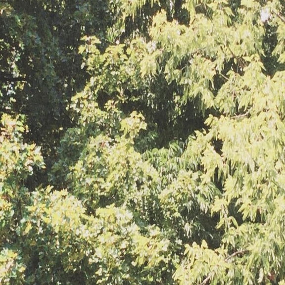 Sadness - Circle Of Veins - Music & Performance - Cassette