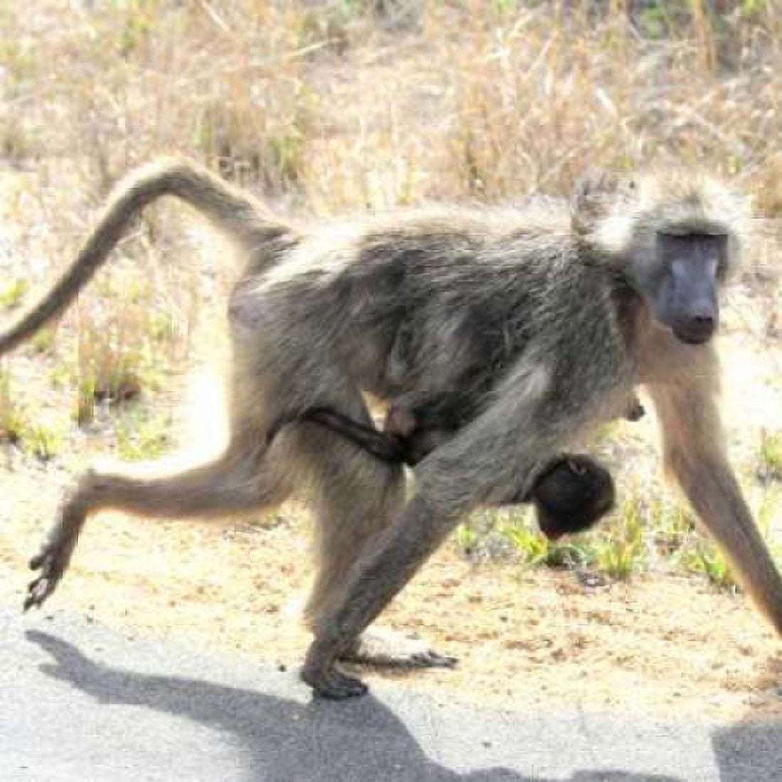 Safari Baboon and Baby I Canvas Art - Dana Underdahl (24 x 24)
