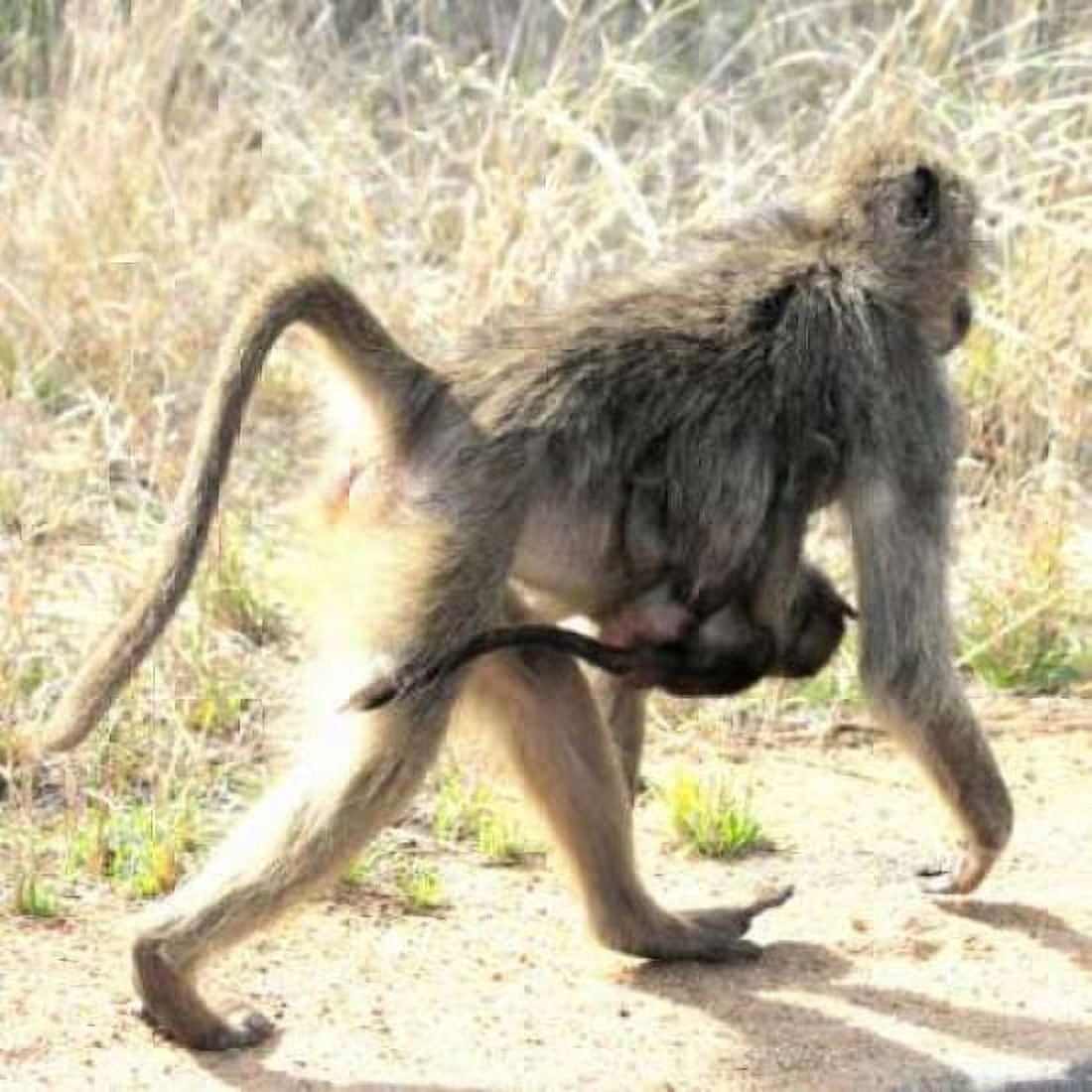 Safari Baboon and Baby II Canvas Art - Dana Underdahl (24 x 24)