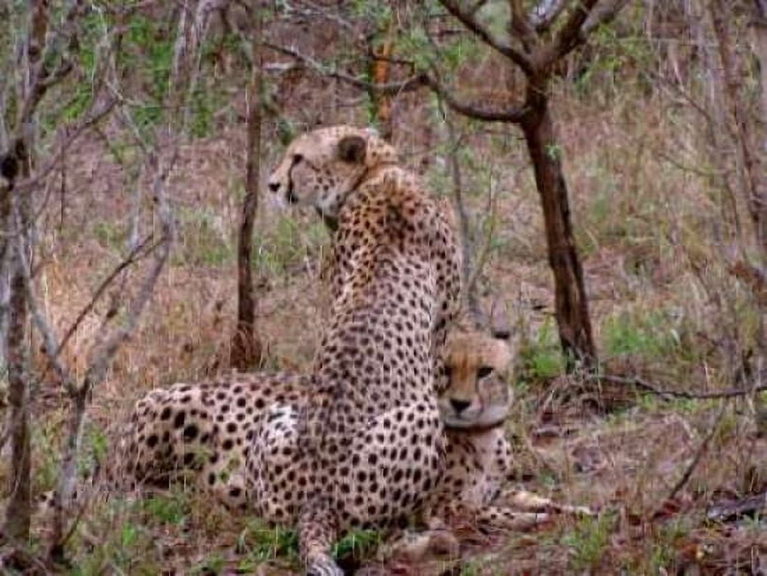 Safari Cheetah III Canvas Art - Dana Underdahl (18 x 24)