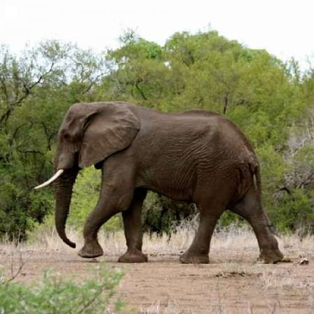 Safari Elephant I Canvas Art - Dana Underdahl (24 x 24)