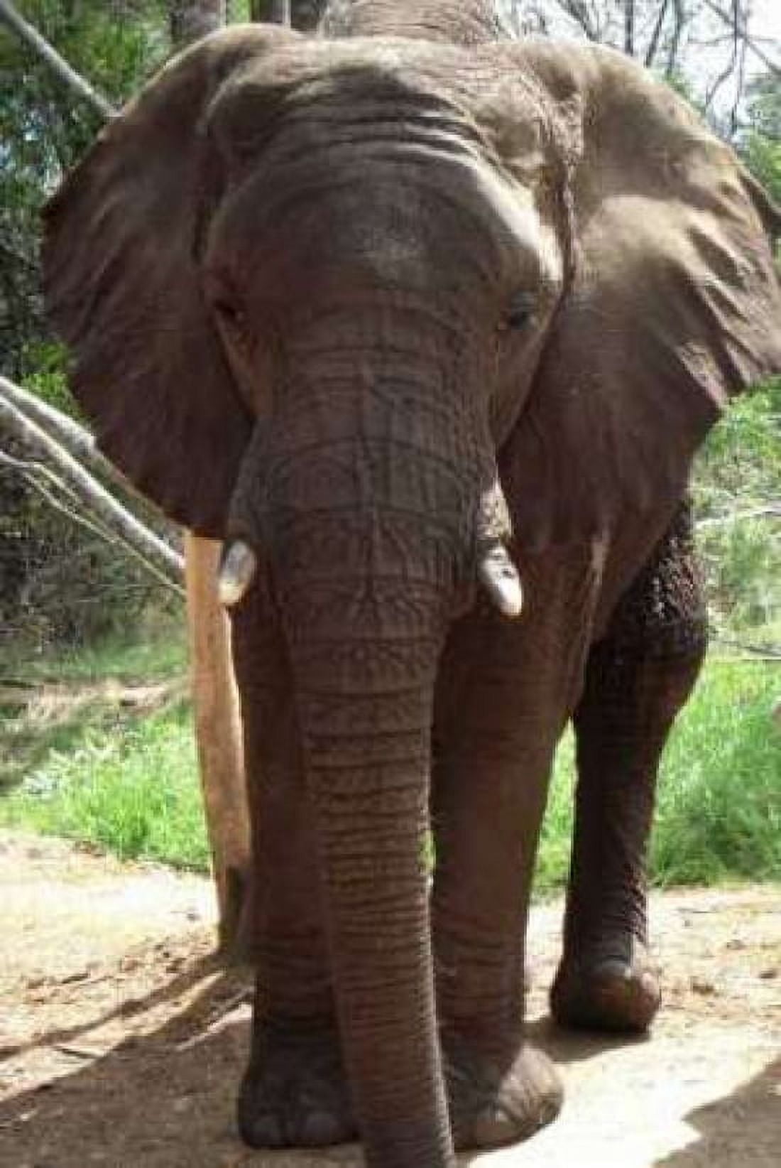 Safari Elephant II Canvas Art - Dana Underdahl (20 x 28)