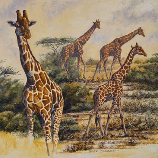 Safari III Canvas Art - Peter Blackwell (24 x 24)