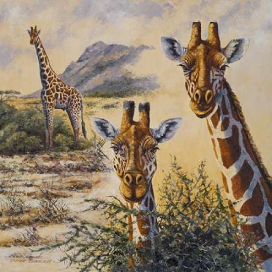 Safari IV Canvas Art - Peter Blackwell (24 x 24)