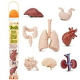 thumbnail image 1 of Safari Ltd. Human Organs TOOB - 8 Mini Figurines Including Brain, Heart, Lungs, Liver, Kidneys, Stomach, and Intestines - Anatomy Educational Toy Figures for Boys, Girls & Kids Ages 3+, 1 of 5