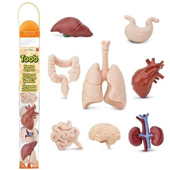 Safari Ltd. Human Organs TOOB - 8 Mini Figurines Including Brain, Heart, Lungs, Liver, Kidneys, Stomach, and Intestines - Anatomy Educational Toy Figures for Boys, Girls & Kids Ages 3+