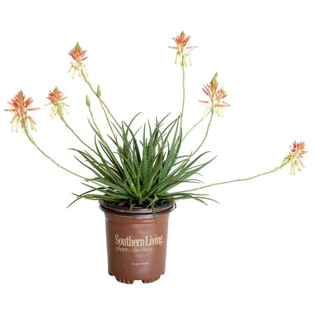 Safari Sunrise Aloe (2.5 Quart) Flowering Perennial with Succulent Green Foliage - Full Sun to Part Shade Live Outdoor Plant