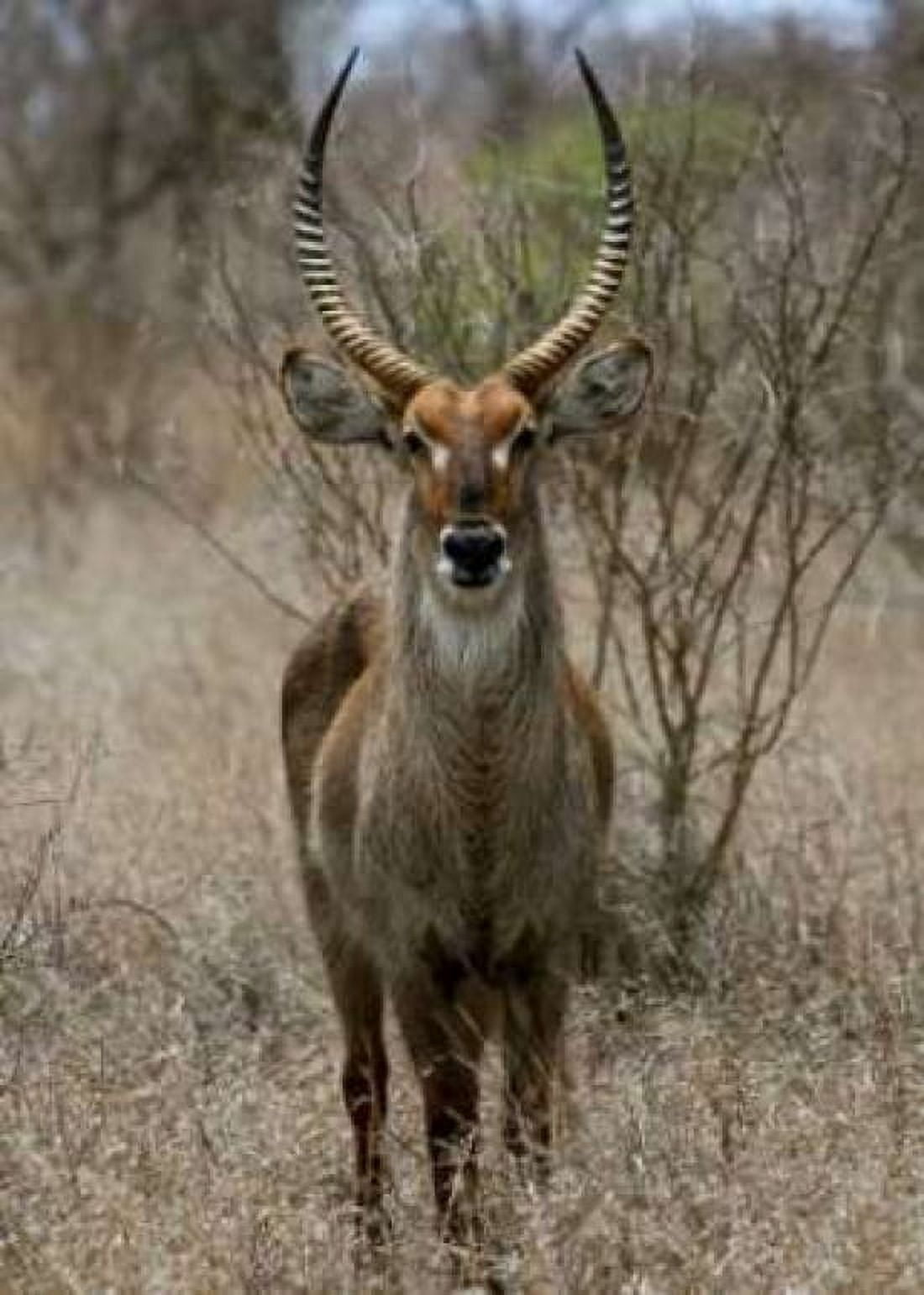 Safari Waterbuck II Canvas Art - Dana Underdahl (20 x 28)