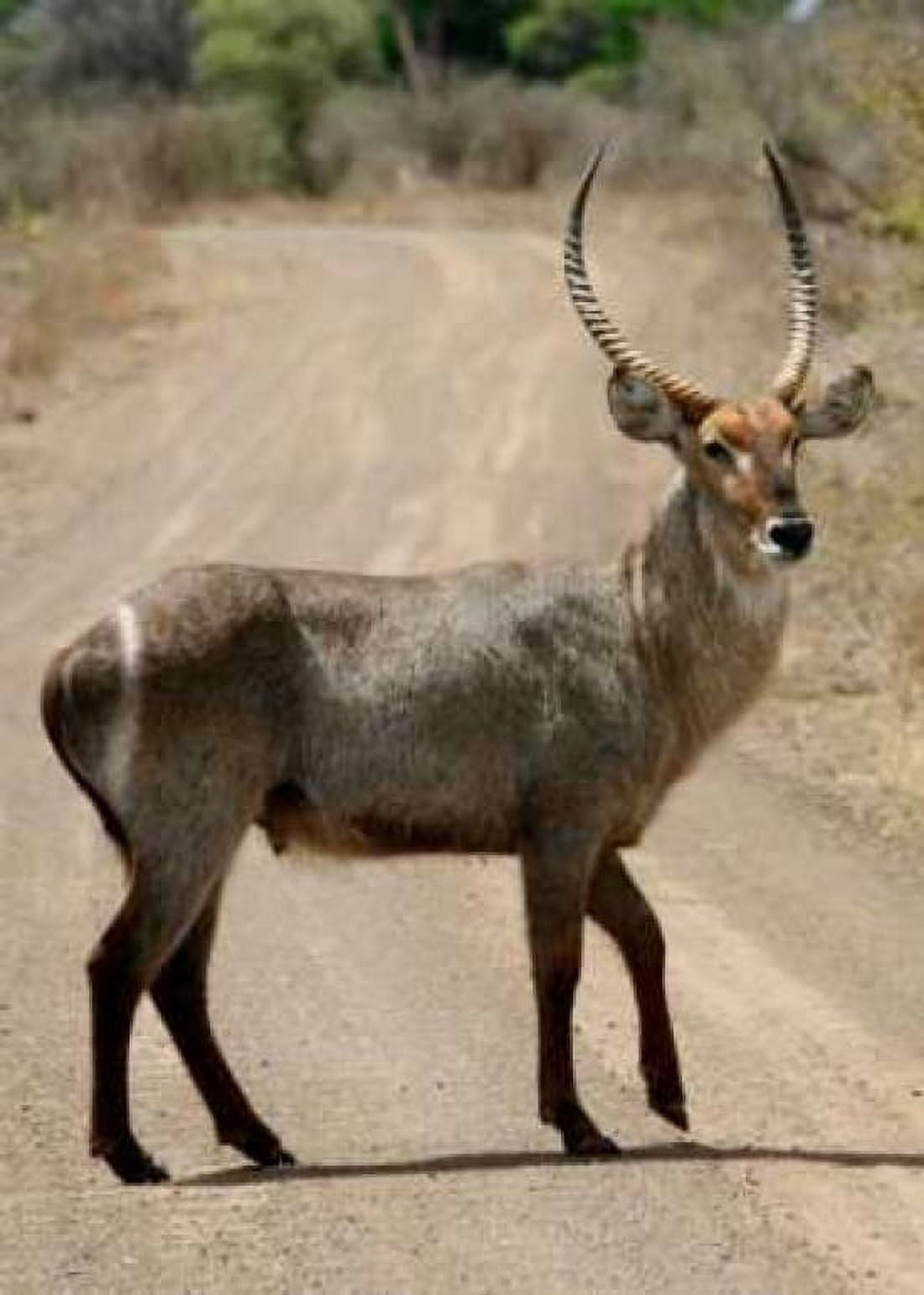 Safari Waterbuck III Canvas Art - Dana Underdahl (20 x 28)