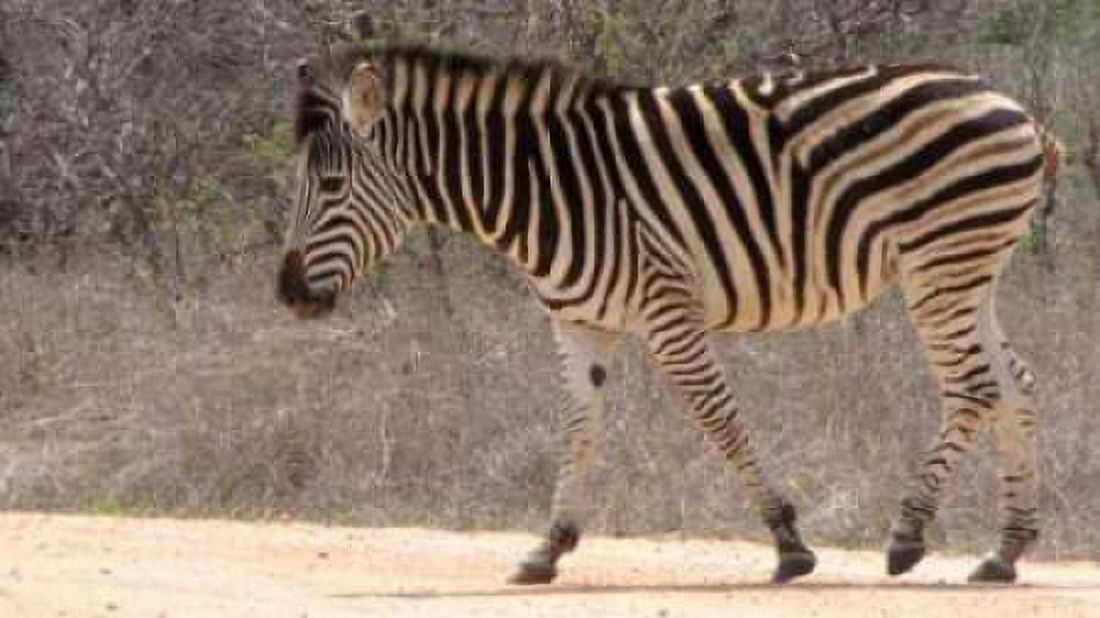 Safari Zebra II Canvas Art - Dana Underdahl (12 x 18)