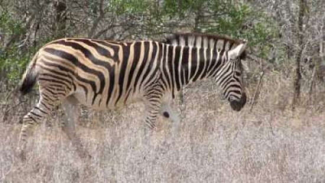 Safari Zebra III Canvas Art - Dana Underdahl (24 x 36)