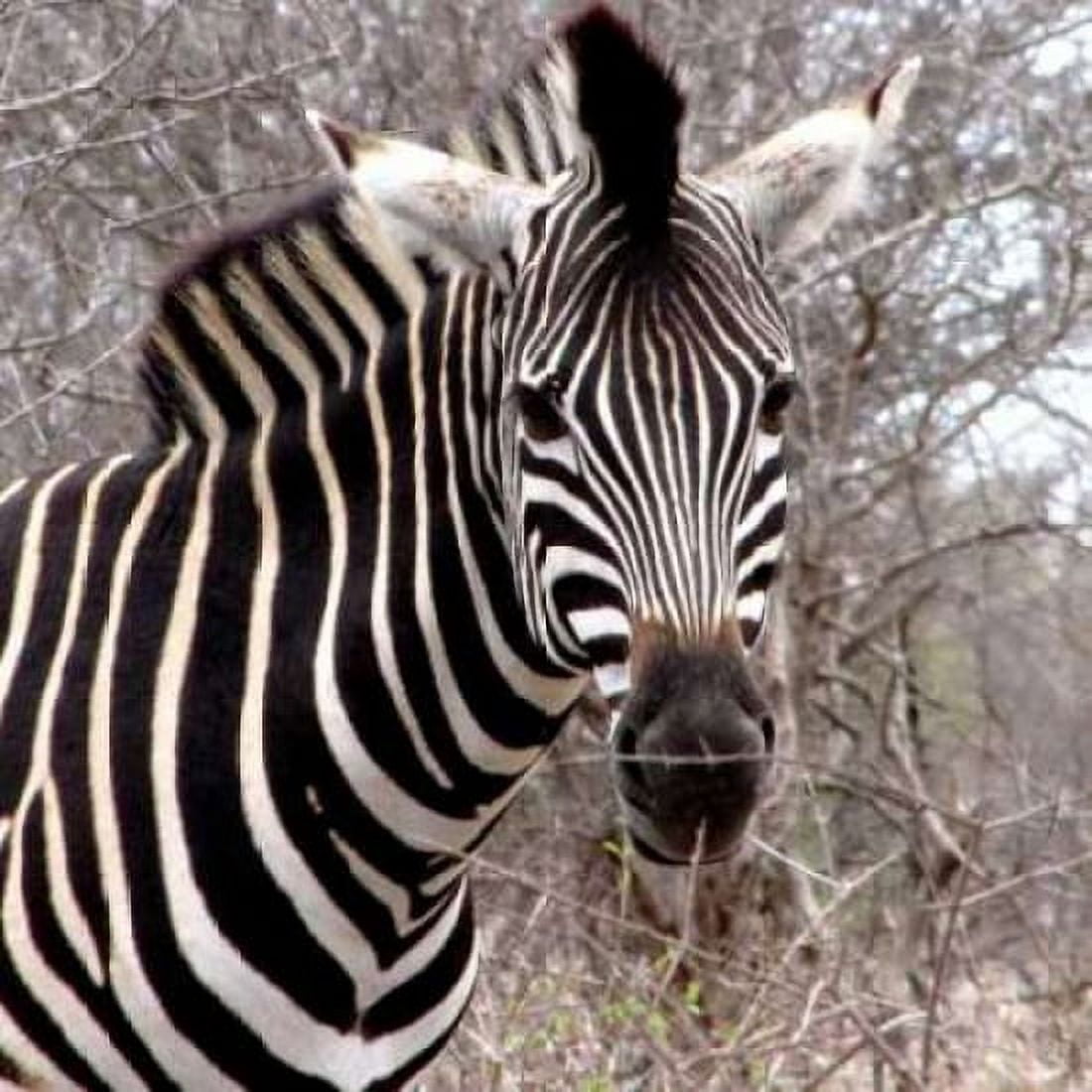 Safari Zebra IV Canvas Art - Dana Underdahl (24 x 24)