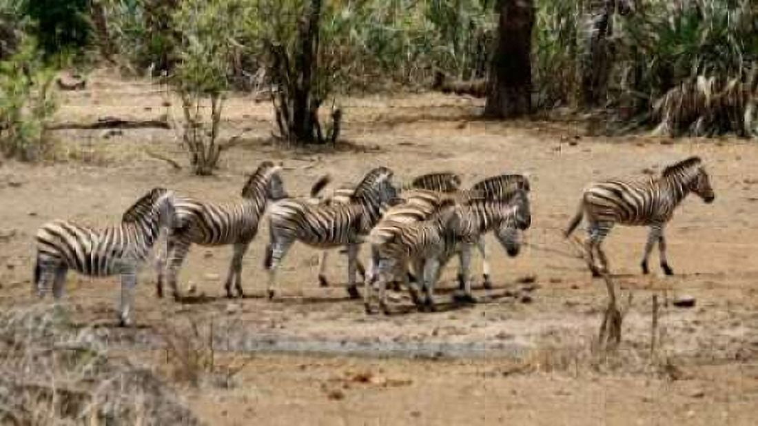 Safari Zebras Group I Canvas Art - Dana Underdahl (12 x 18)