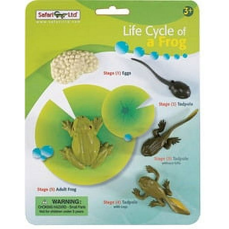 Safari LTD Life Cycle of A Frog