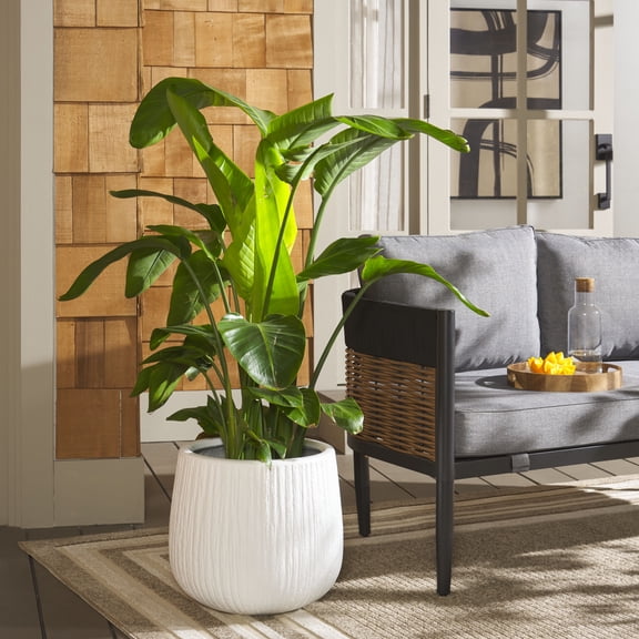 Safavieh Francia Concrete Ficonstone Modern Solid Round White Plant Pot