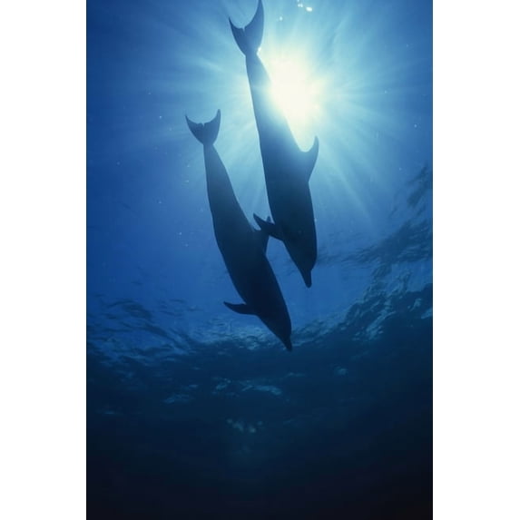 Safe Harbor Safe Harbor 4, Book 4, (Paperback)