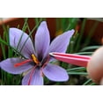 Saffron Crocus 10 Bulbs + Saffron Bulb Food Crocus Sativus Immediate Shipping