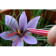 Saffron Crocus 25 Bulbs + Saffron Bulb Food - Crocus Sativus -Immediate Shipping