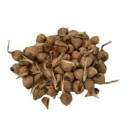 Saffron Crocus 50 Bulbs + Saffron Bulb Food - Crocus Sativus