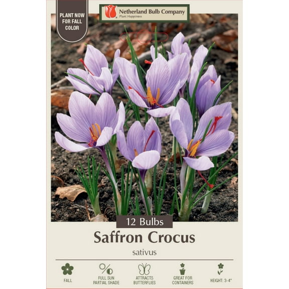 Saffron Crocus - Crocus sativus - 9/+ cm Bulbs -12 Bulbs