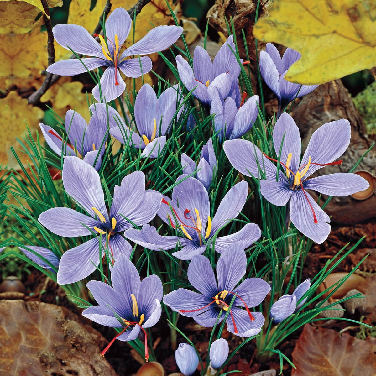 Saffron Fall Blooming Crocus Dormant Bulbs(10Pack)