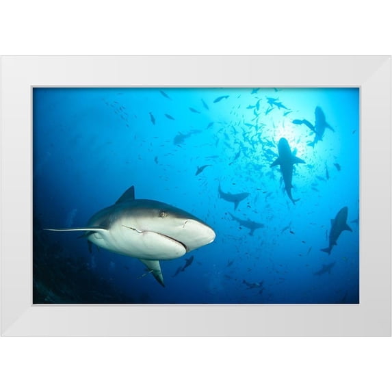 Safonov, Alexander 18x13 White Modern Wood Framed Museum Art Print Titled - Beqa Shark Labs