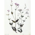 thumbnail image 1 of Saftleven Bladder Senna And Sticky Catchfly Plant Extra Large XL Wall Art Poster Print, 1 of 3
