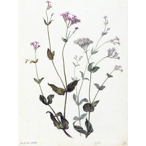 Saftleven Bladder Senna And Sticky Catchfly Plant Extra Large XL Wall Art Poster Print