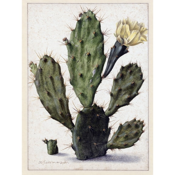 Saftleven Pear Cactus In Bloom Flora Extra Large XL Wall Art Poster Print