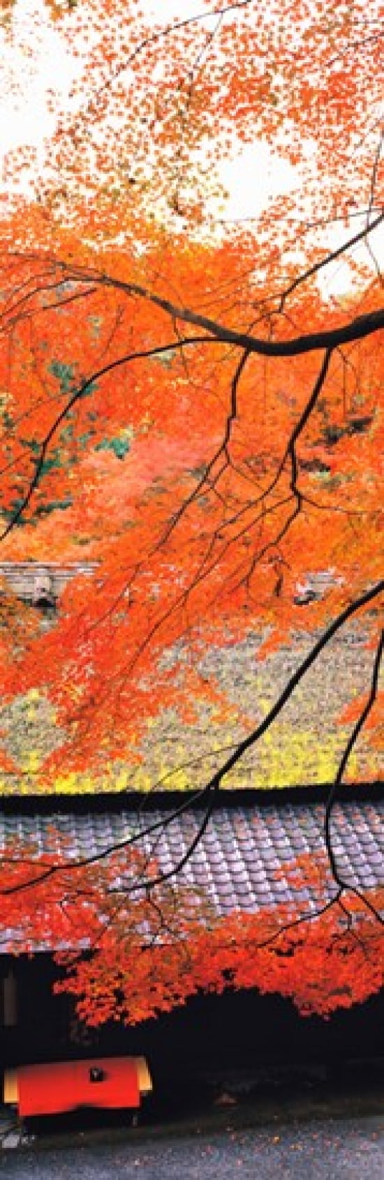 Sagano Kyoto Japan Canvas Art - Panoramic Images (18 x 6)