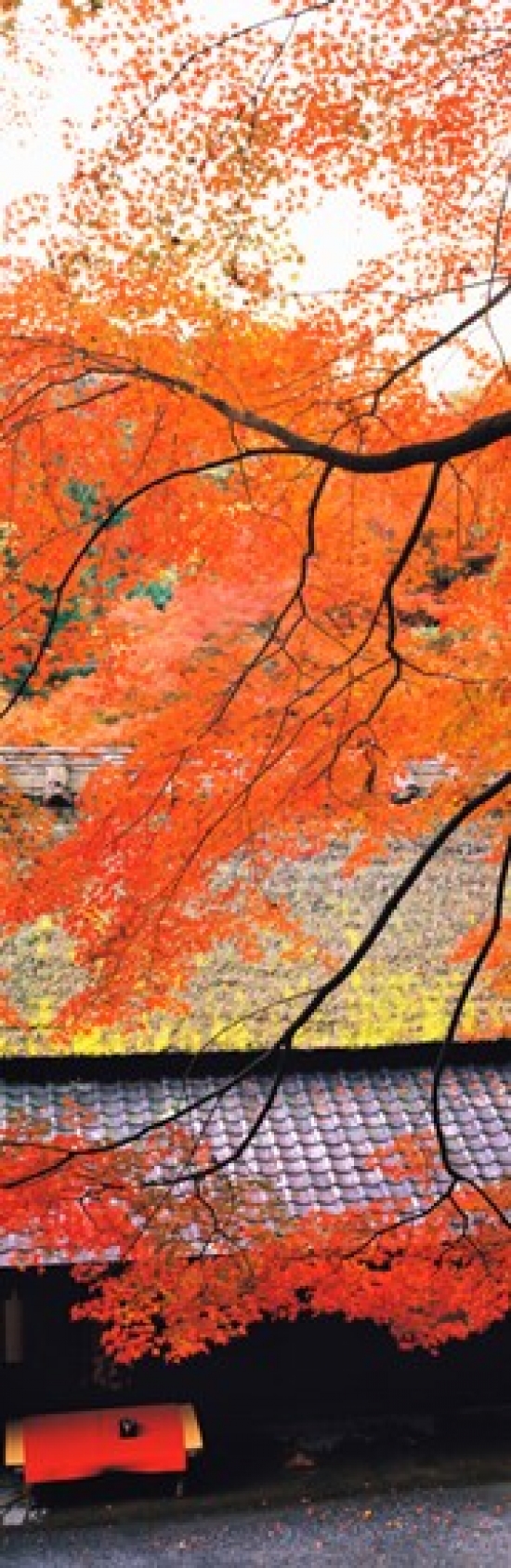 Sagano Kyoto Japan Canvas Art - Panoramic Images (36 x 12)