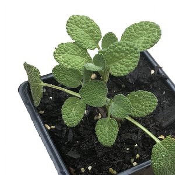 easy succulent plants Hybrid Echeveria ‘Lime n’ Chile’: Hen n' Chicks Succulent - Pet-friendly  Plant for Cats & Dogs - (3.5