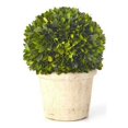 thumbnail image 1 of Sage & Co. EPG13426 French Market Preserved Boxwood Round Topiary, 12 in., 1 of 1