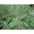 thumbnail image 1 of Sage Great Garden Heirloom Herb Seeds by Seed Kingdom (1 Oz Seeds), 1 of 2