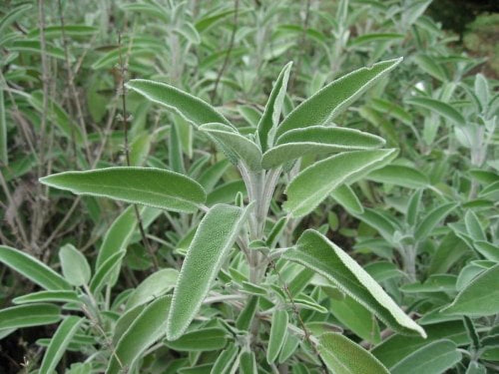 Sage Great Garden Heirloom Herb by Seed Kingdom Bulk 1/4 Lb Seeds