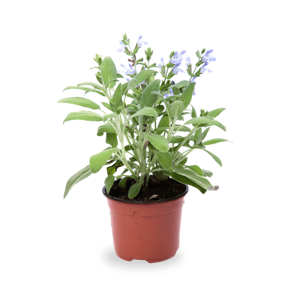 succulents for sale near me Delosperma echinatum